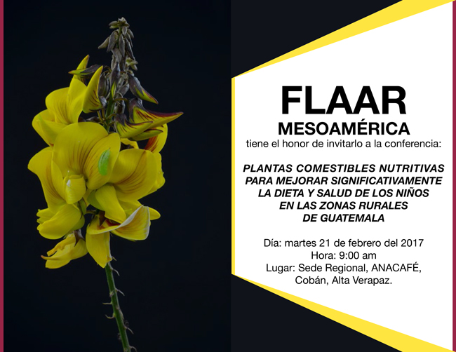 Amaranthus-hypochondriacus-Bledo-Amaranto-Rabinal-Nov-1-2016-DS-AG-F12I4338