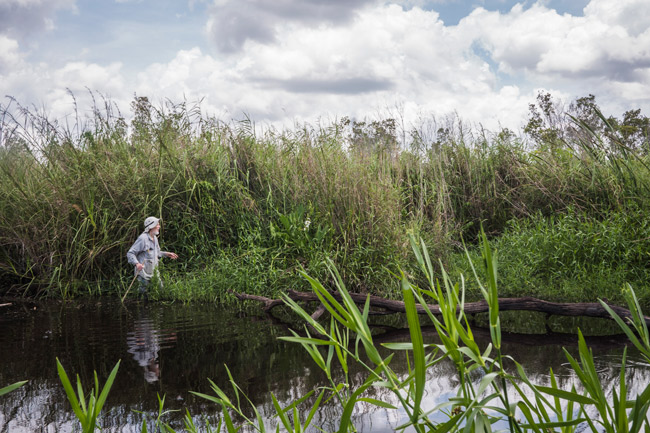 Yaxha park Savanna of the Three ferns species, Dr Hellmuth studing Sagittaria Lancifolia