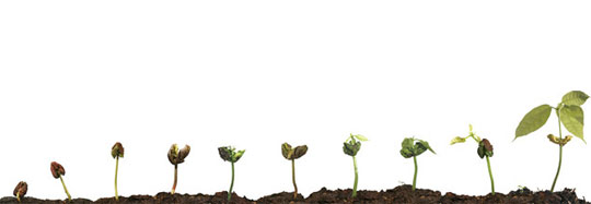 cacao growing sequence