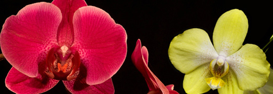 orquideas