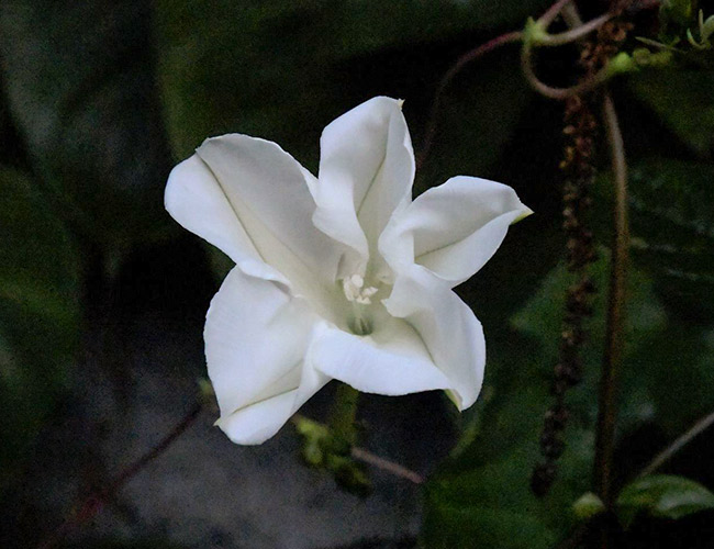 Ipomoea alba bloomed and we photographed the entire process