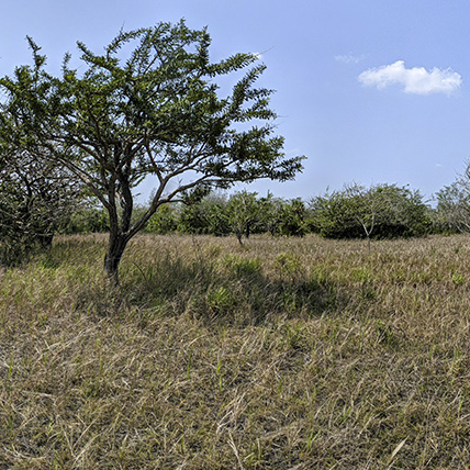 Discovering new savannas and lagoons west of Lake Yaxha